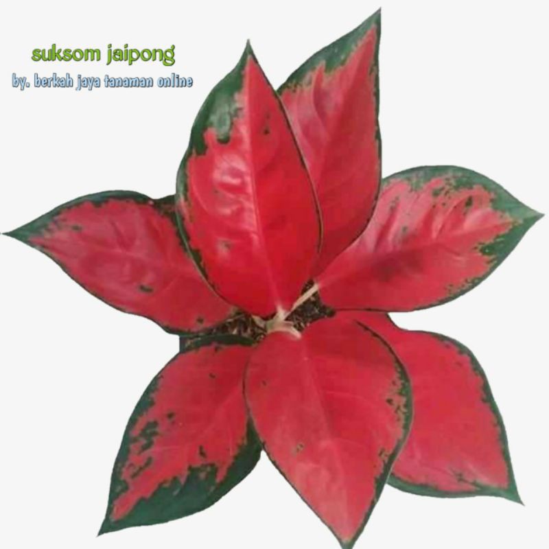 Aglaonema Suksom Jaipong Super || suksom || aglomema suksom