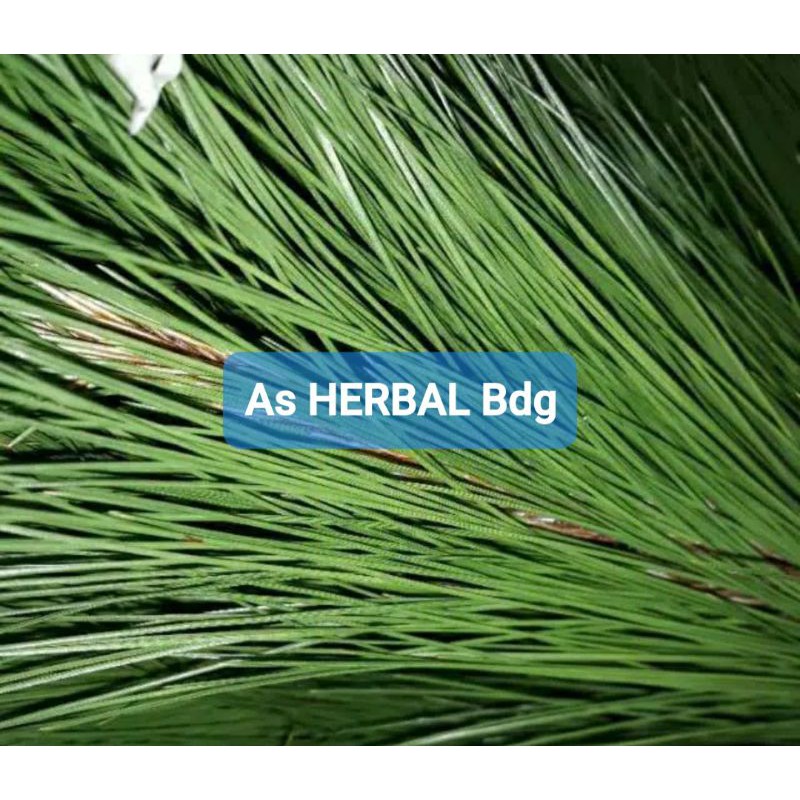 

Daun Pinus segar Per 500 gram petik langsung-az