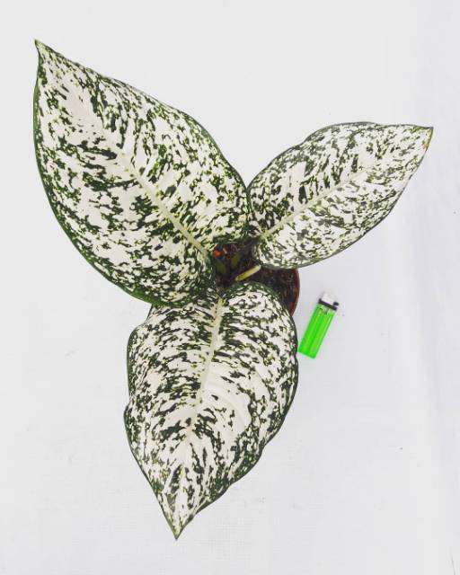 Big Leaf (tanaman hias daun aglaonema/aglonema)