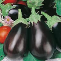 Benih Bibit Biji - Aubergine Black Beauty Terong Hitam Seeds - IMPORT - Serat Tinggi Bagus Untuk Diet