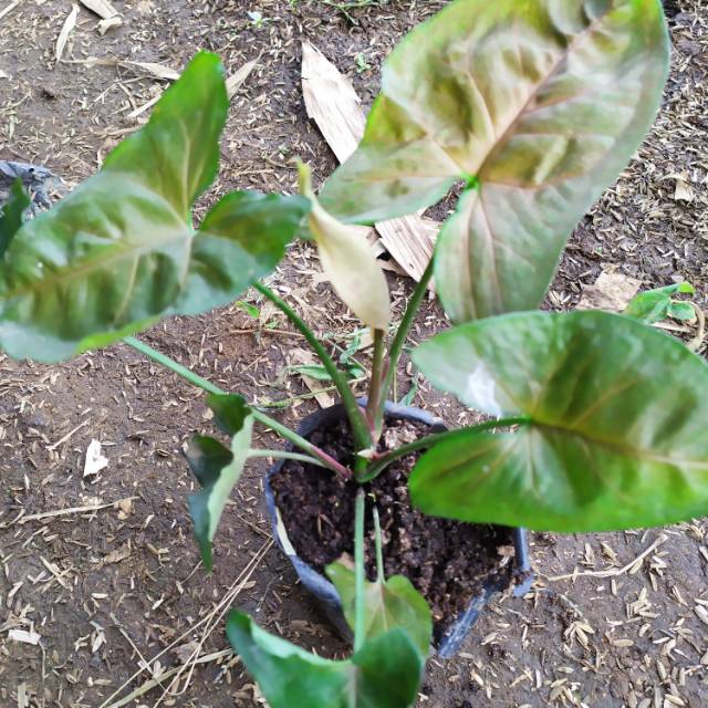 Singonium tanaman singonium