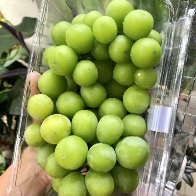 bibit anggur import varietas SHINE MUSCAT