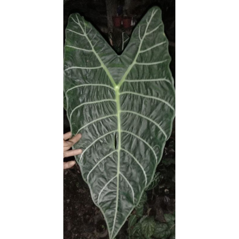 Bonggol Alocasia watsoniana 500gram