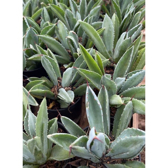 Agave Sanse Kubik