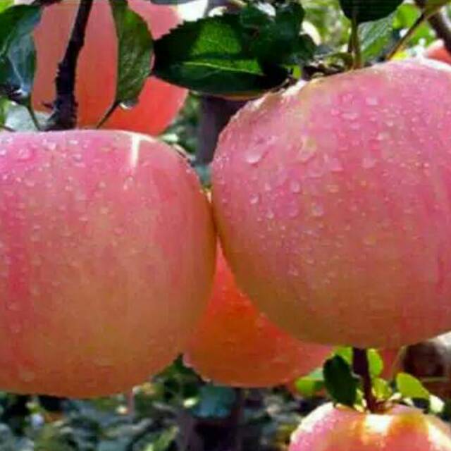 Bibit Apel Fuji Merah