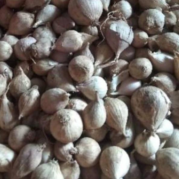 

(PROMO SAZ51) Bawang Putih Tunggal / Lanang LOKAL 500 Gram ❂