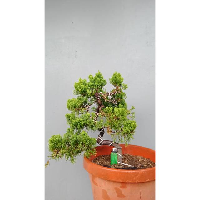 Bonsai cemara sinensis