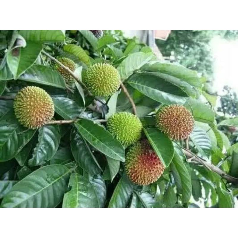 Bibit Pohon Buah Rambutan Rapiah - Tanaman Buah Rambutan Rapiah Okulasi Cepat Berbuah