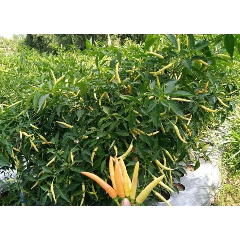 Cabe Kara F1 Cabe Rawit Hibrida 10 gr Original Pabrik Bintang Asia