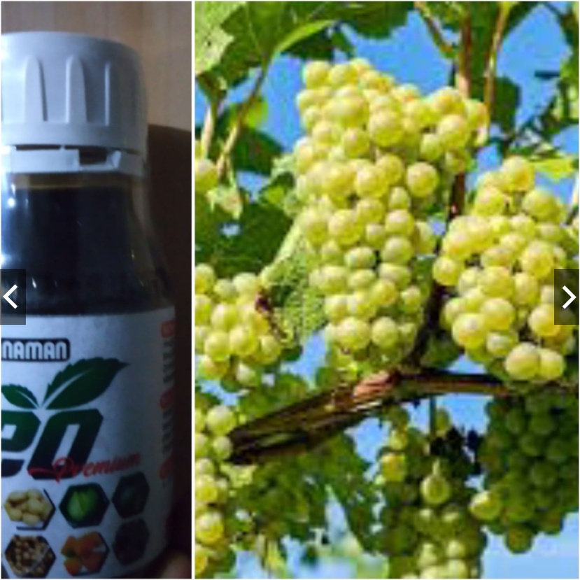 ZPT G20 Premium Penyempurnaan Vitamin & Penyegar Tanaman Plus Penembus Perekat