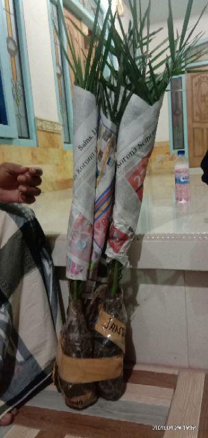 New Produck!! Pohon Kurma Azwa Jantan Dan Betina - Kl 1