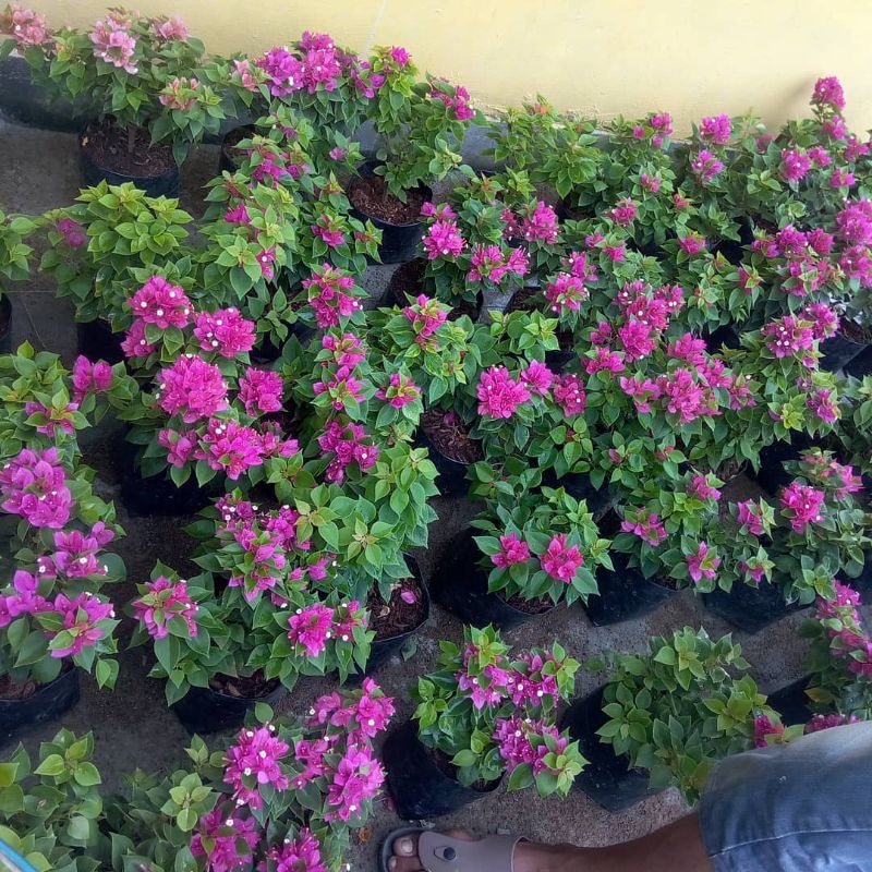 Jual Bougenville Singapura daun hijau bonsai ( TANAMAN HIAS HIDUP/BUNGA