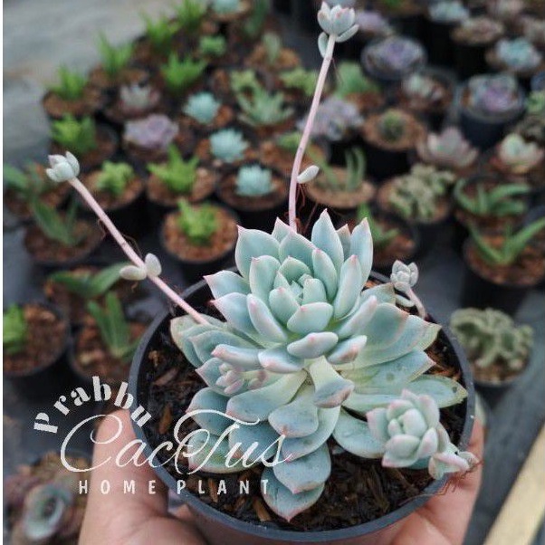 Kaktus / sukulen echeveria prolofica