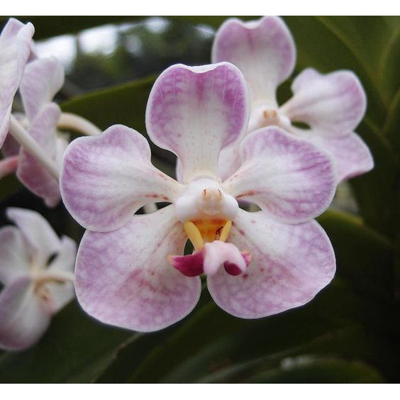 Anggrek Vanda foetida