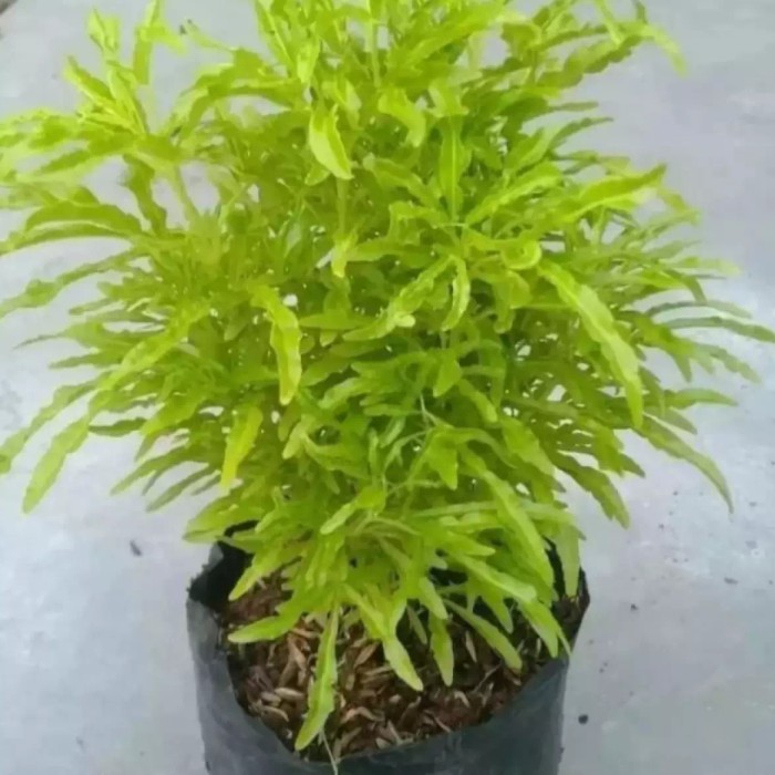 Tanaman Hias Brokoli Kuning - Pohon Brokoli Kuning - Brokoli Kuning