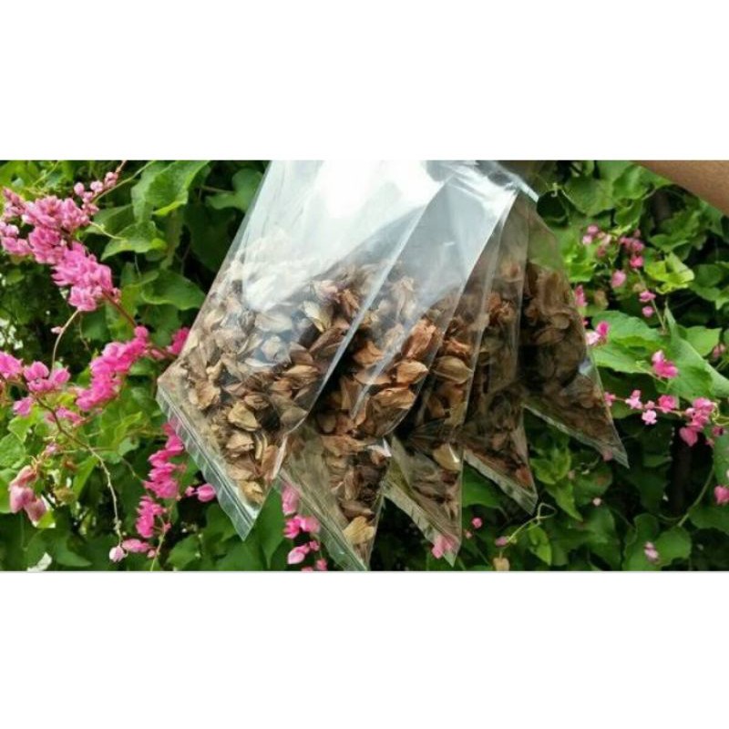 biji bunga air mata pengantin 60biji