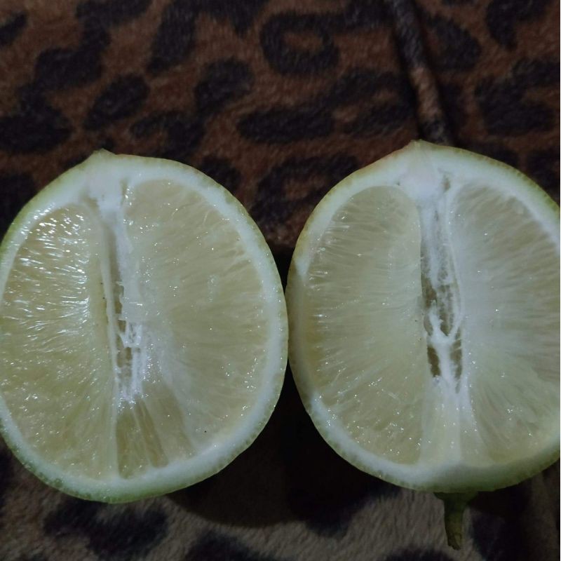 

lemon tanpa biji, air banyak