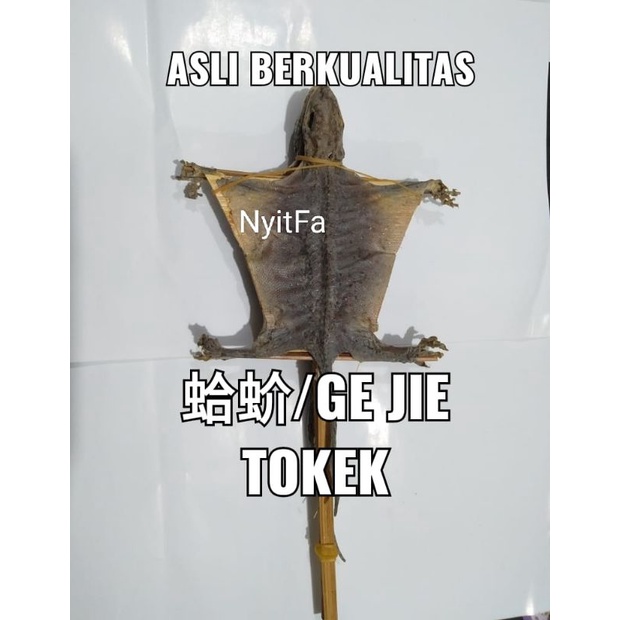 Tokek kering / Tokek harga per 2 ekor