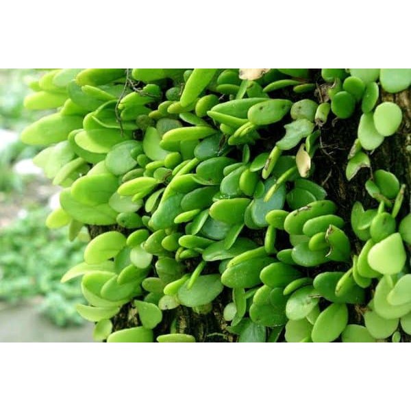 

terbaik Daun Sisik Naga - Obat Kencing Nanah
