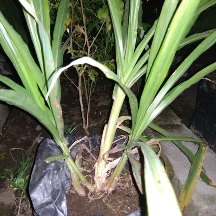 Bibit Tanaman Rumput Odot Rumput Gajah