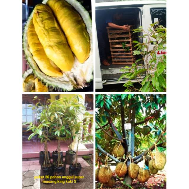 bibit unggul terbaik paket 20 tanaman buah durian musangking kaki 5 - duren musang king super jumbo