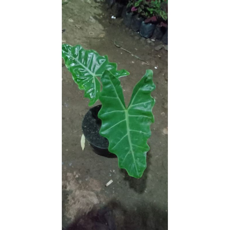 tanaman hias keladi tengkorak-keladi tengkorak