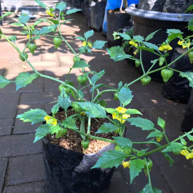 bibit tanaman buah ciplukan atau Golden berry sudah berbuah