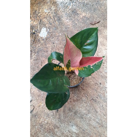 aglonema kochin belang