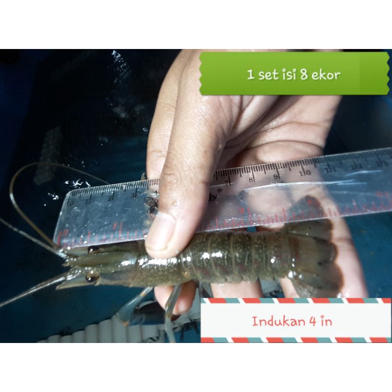 Lobster air tawar - indukan lobster air tawar 4 in 1 set