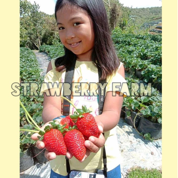 MURAH bibit strawberry jumbo australia/red giant australia