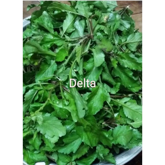 Sawi Tanah/ sawi liar bahan herbal