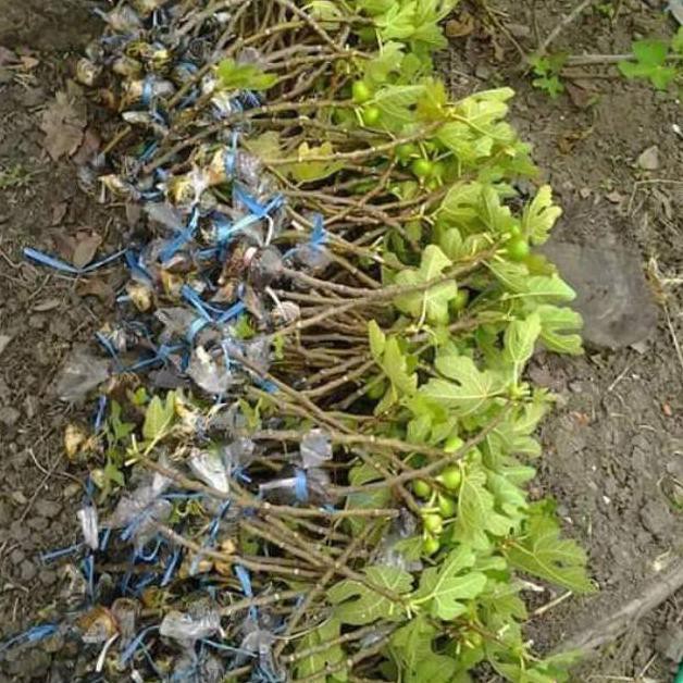 bibit buah tin merah