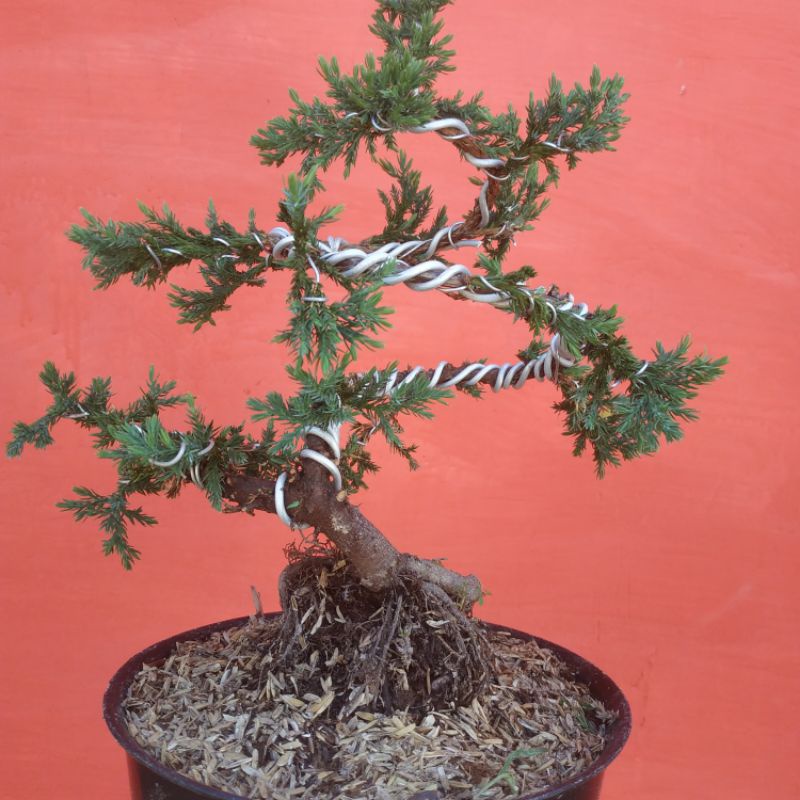 Bonsai Cemara Buaya