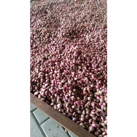 

BAWANG MERAH UKURAN KECIL