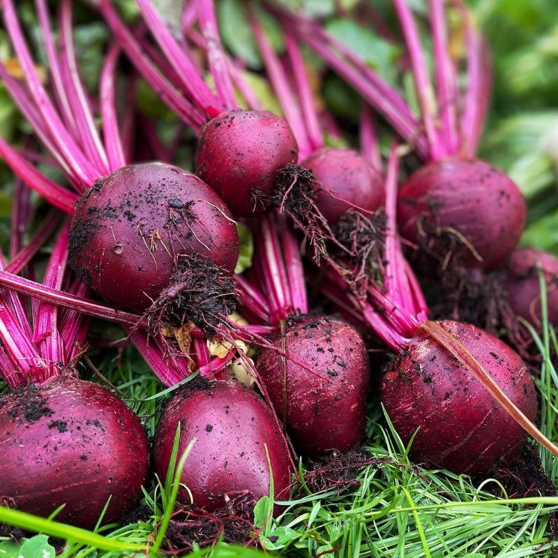 

Organik Premium Beetroot 1 kg