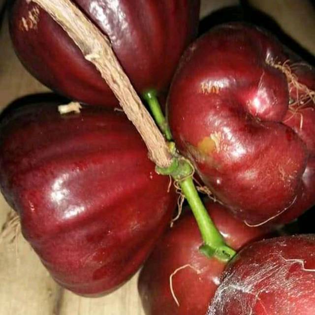 Bibit Jambu Air tanpa biji  okulasi