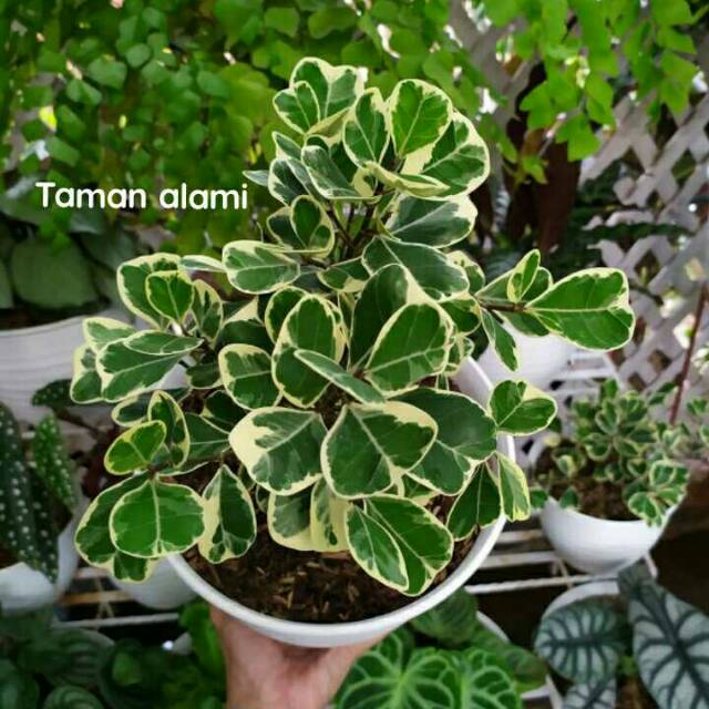 Tanaman beringin kupu kupu varigata - tanaman indoor beringin kupu kupu varigata