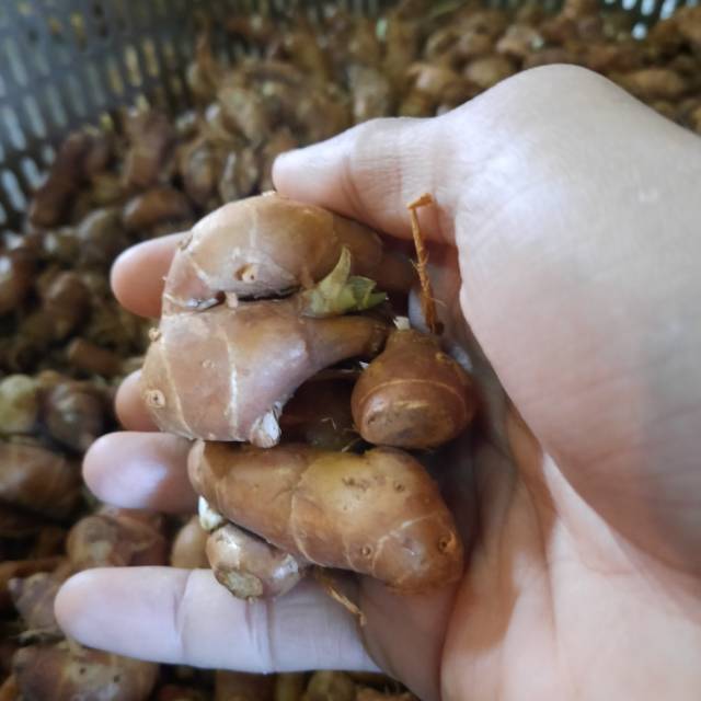 

Kencur FRESHHH 1kg