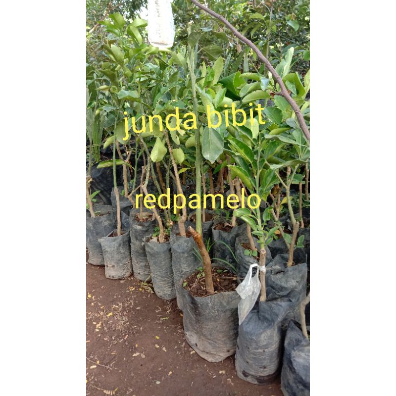 

murah bibit jerok pamelo okulasi