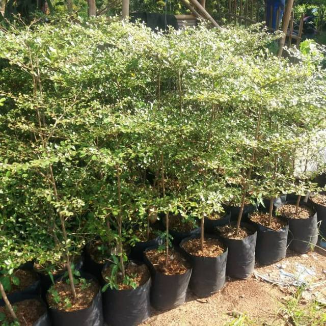 Tanaman hias ketapang kencana 1.5 meter