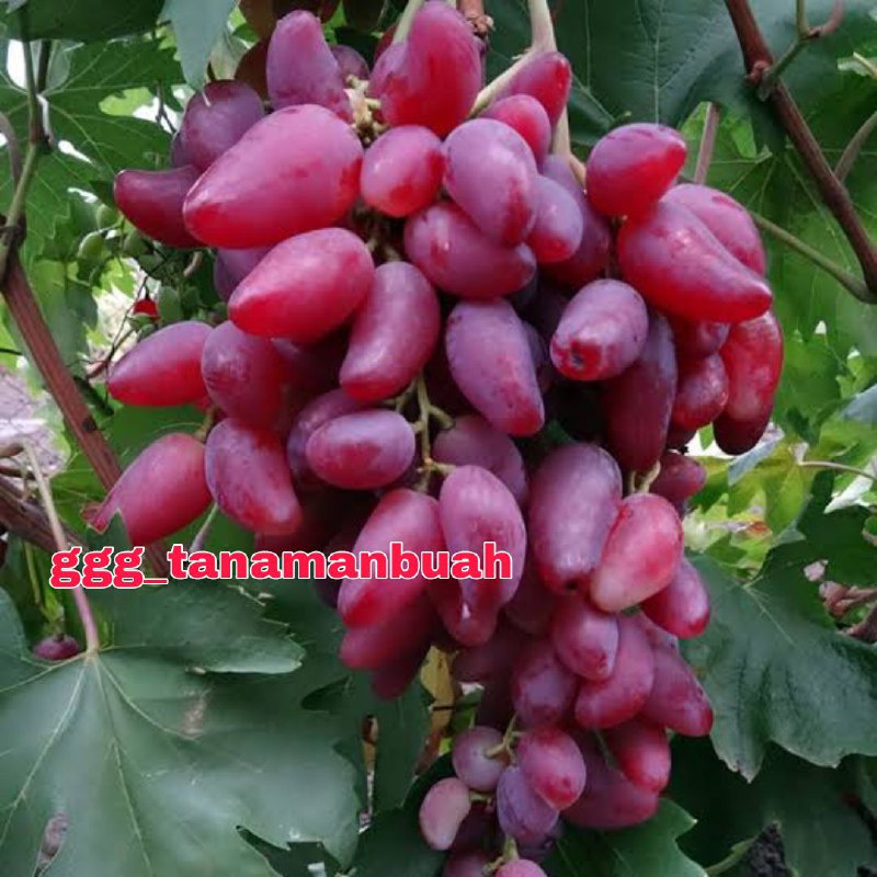 Bibit Anggur Import Pink Husain Grafting Cepat Berbuah