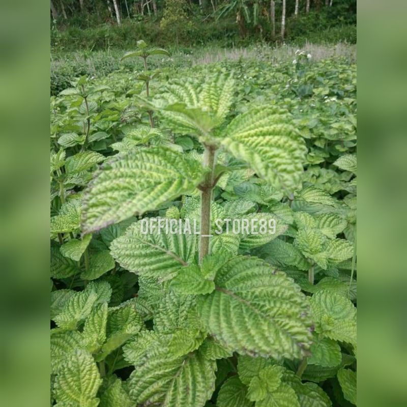 BIBIT CINCAU HITAM/JANGGELAN SIAP TANAM