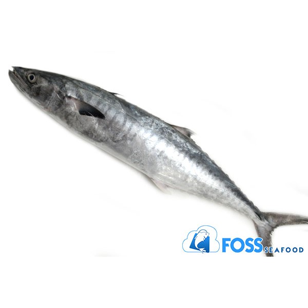 

Foss Seafood Ikan Tengiri / Tenggiri Frozen (beku) size 300gr-3kg