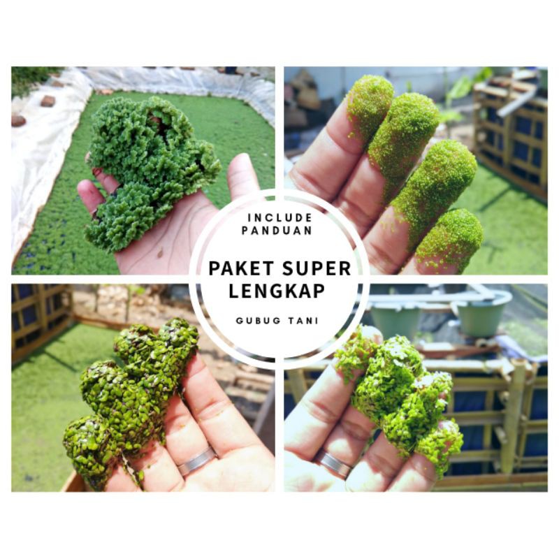 PAKET SUPER LENGKAP Bibit Budidaya Azolla, Lemna, Wollfia, dan Spirodela