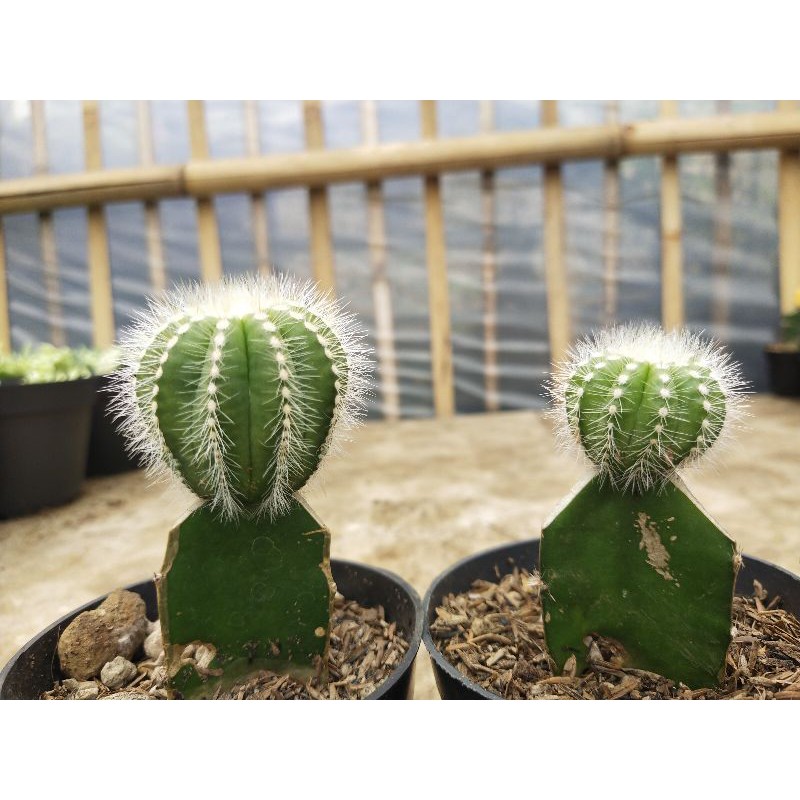 Tanaman hias notocactusbig kaktus hiasan meja indoor outdoor