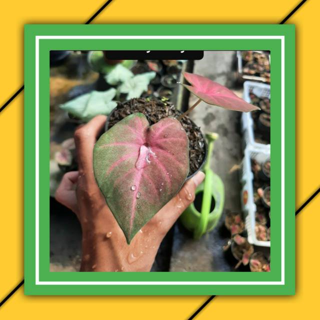 Pinky Boy Bibit Caladium Keladi Kladi Tanaman Hias Keladi Bunga Indor Audor Shopee Indonesia