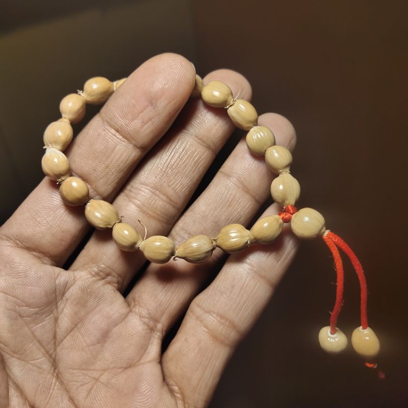 Coix lacryma-jobi gelang jelai jelay jali