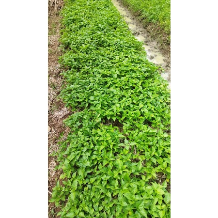 benih cabe rawit setan siap tanam