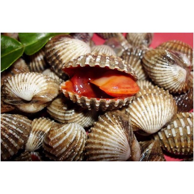 Kerang Dara / Darah Hidup Fresh Segar Mentah Air Laut