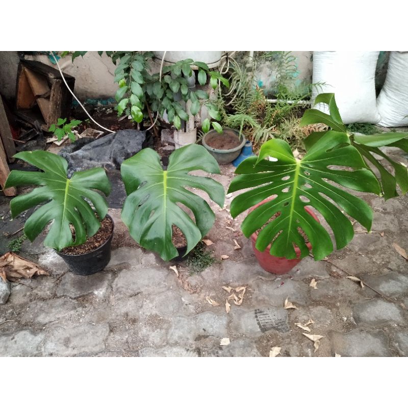 Tanaman Monstera King Deliciosa Monking Brazil Brazillian Real Pic
